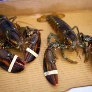 Lobster