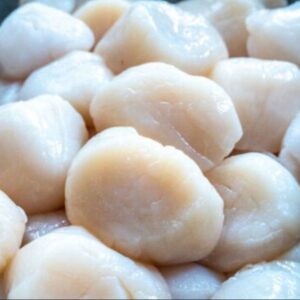 Scallops